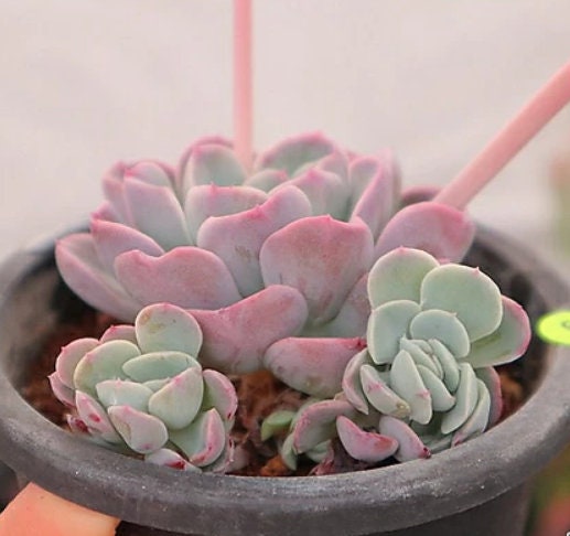 Echeveria Mona Lisa - beautiful succulent - propagation leaf