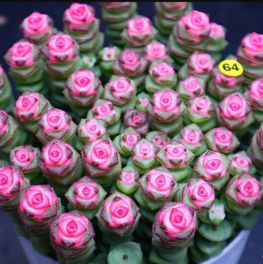 Crassula Perforata - Beautiful Succulent - Rare Succulent - Cuttings