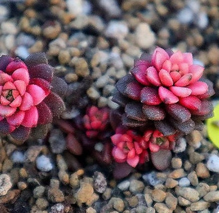 Cremnosedum Little Gem - beautiful succulent - propagation leaf