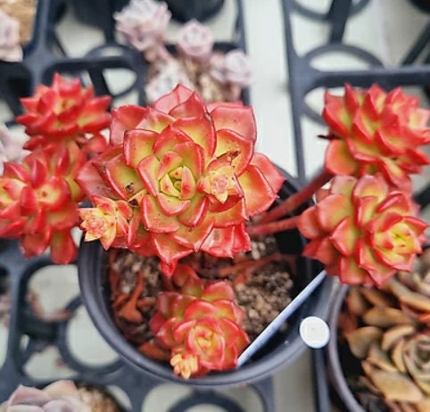 gold succulent Sedeveria Magic Gold - Beautiful Succulent - Rare Succulent