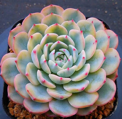 Echeveria Minima - beautiful succulent - propagation leaf
