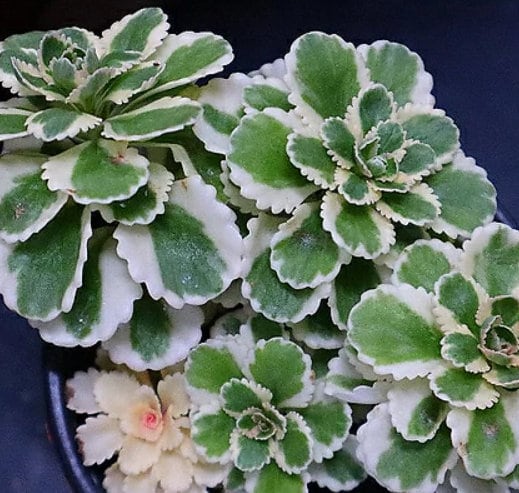 Sedum Takesimense Atlantis - Beautiful Succulent - Rare Succulent - Cuttings