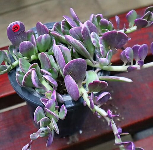 succulent rare plant Senecio Jacobsenii - Beautiful Succulent - Rare Succulent