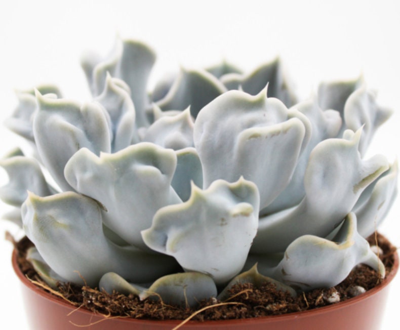 Echeveria Lilacina cv. Thriller Pearl - beautiful succulent - propagation leaf