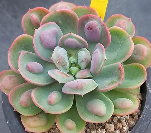 Echeveria Raindrops - beautiful succulent - propagation leaf