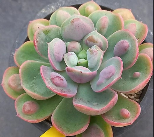 Echeveria Raindrops - beautiful succulent - propagation leaf