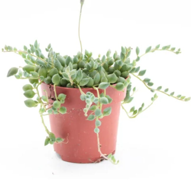 Senecio Rowleyanus Tear Drops - String Of Pearls - Cuttings