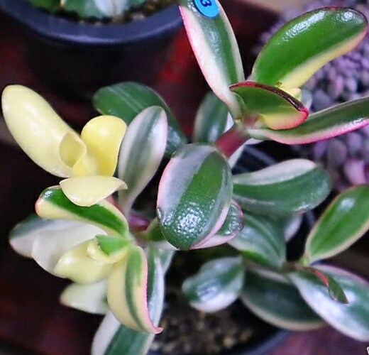 Crassula Argentea Variegata - Rare Succulent - Beautiful Succulent - Cuttings