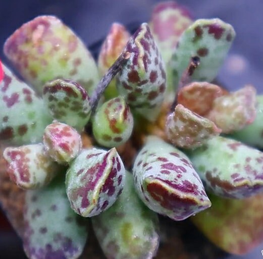 Adromischus Hemisphaericus - beautiful succulent - propagation leaf