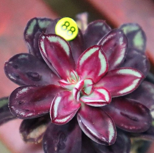 Echeveria Nodulosa - beautiful succulent - propagation leaf