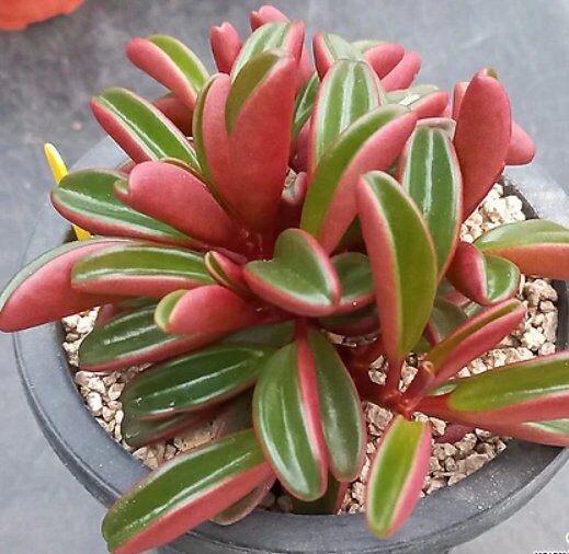 Peperomia Graveolens - beautiful succulent - propagation leaf