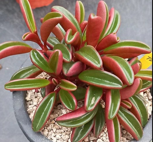 Peperomia Graveolens - beautiful succulent - propagation leaf