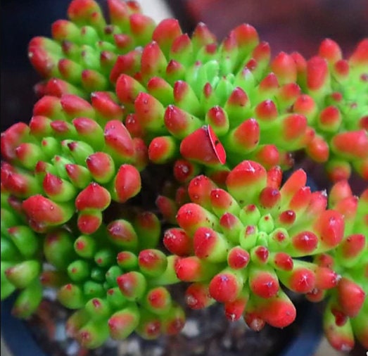 Sedum Touch Me - beautiful succulent - propagation leaf