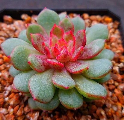Echeveria Red Center - beautiful succulent -propagation leafs