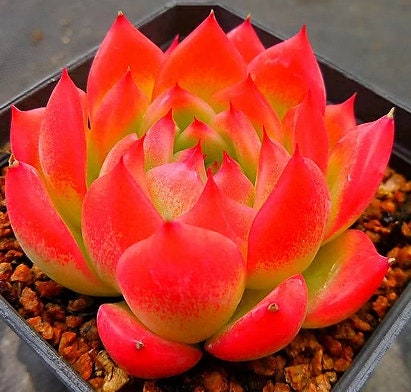 Echeveria Deep Red - beautiful succulent - propagation leaf