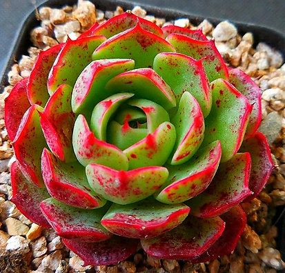 Echeveria Love Fire - beautiful succulent - propagation leaf