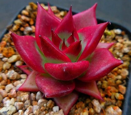 Echeveria Luming - beautiful succulent - propagation leaf