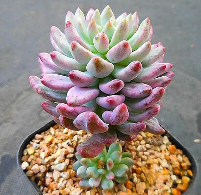 Echeveria Blue Elf - beautiful succulent - propagation leaf