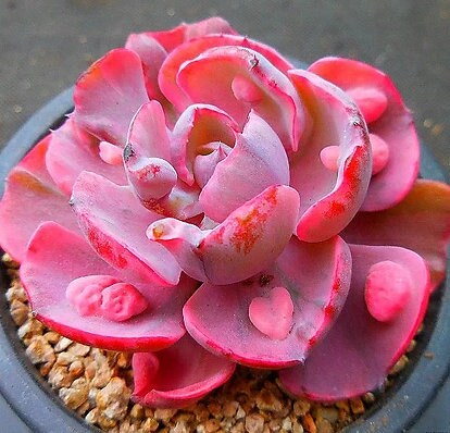 Echeveria Beyonce - beautiful succulent - propagation leaf