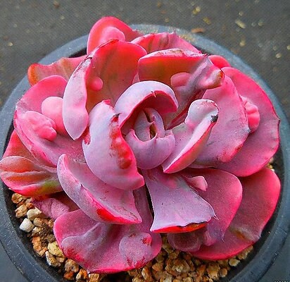 Echeveria Beyonce - beautiful succulent - propagation leaf