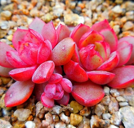 Echeveria Salu - beautiful succulent - propagation leaf