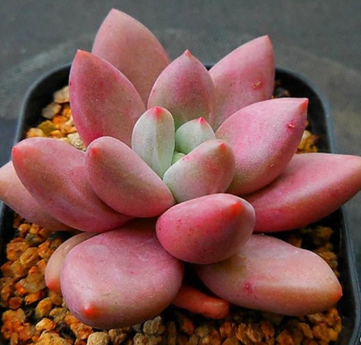 pink striped succulent Echeveria Pink Crew - beautiful succulent