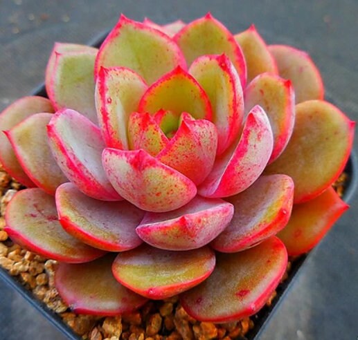 Echeveria Sunrise - beautiful succulent