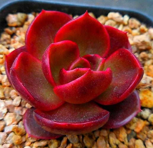 Echeveria Hongdeung - beautiful succulent - propagation leaf