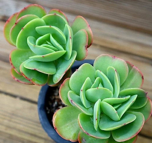 Echeveria Peach Pride - beautiful succulent - propagation leaf