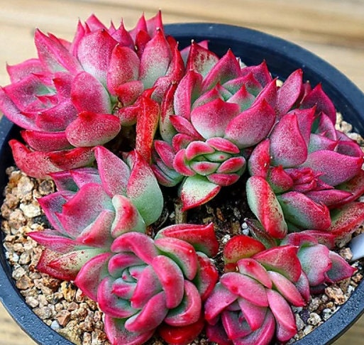 Echeveria Love letter - beautiful succulent - propagation leaf
