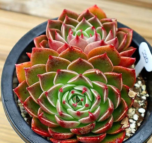 reroot succulent Echeveria Rudolf - beautiful succulent