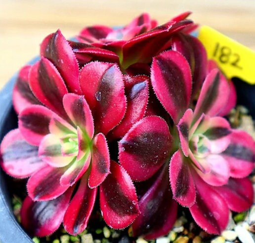 Aeonium Medusa - beautiful succulent - propagation leaf