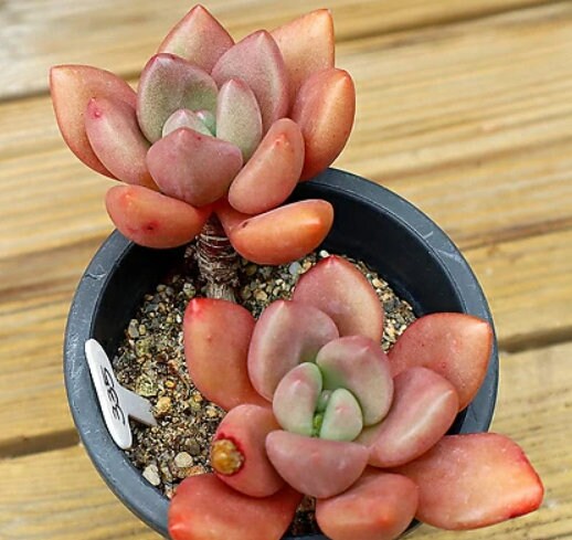 Echeveria Rubydona - beautiful succulent - propagation leaf