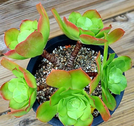 Aeonium Tabuliforme - beautiful succulent - propagation leaf