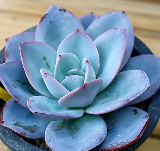 Echeveria Brinks Blue - beautiful succulent - propagation leaf