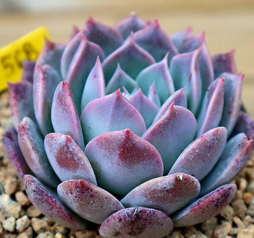 Echeveria Shelley - beautiful succulent - propagation leaf