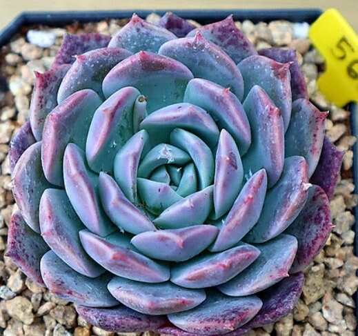 Echeveria Shelley - beautiful succulent - propagation leaf