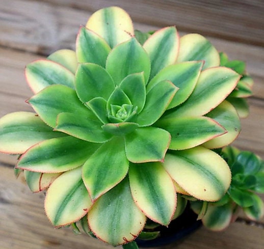 Aeonium Starburst - beautiful succulent - propagation leaf
