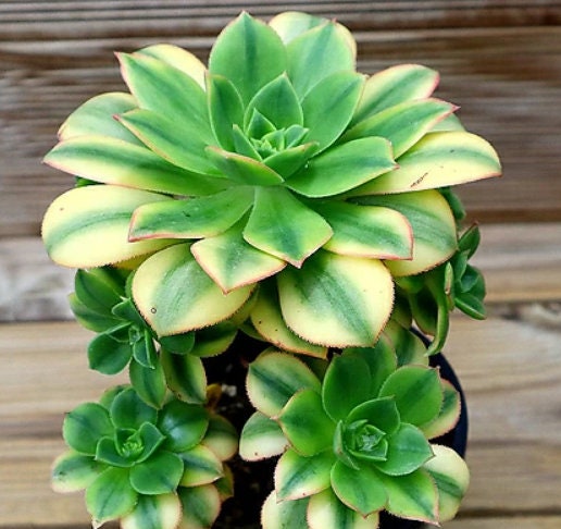 Aeonium Starburst - beautiful succulent - propagation leaf