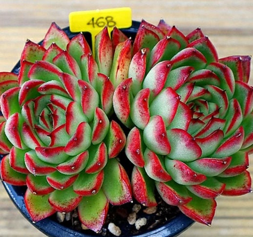 Echeveria Arcane - beautiful succulent - propagation leaf
