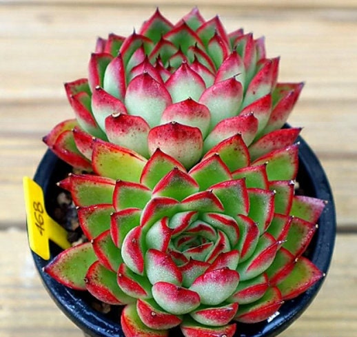Echeveria Arcane - beautiful succulent - propagation leaf