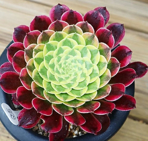 Aeonium Canariense - beautiful succulent - propagation leaf