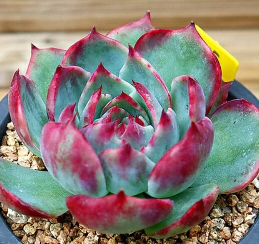 Echeveria Casio - beautiful succulent - propagation leaf