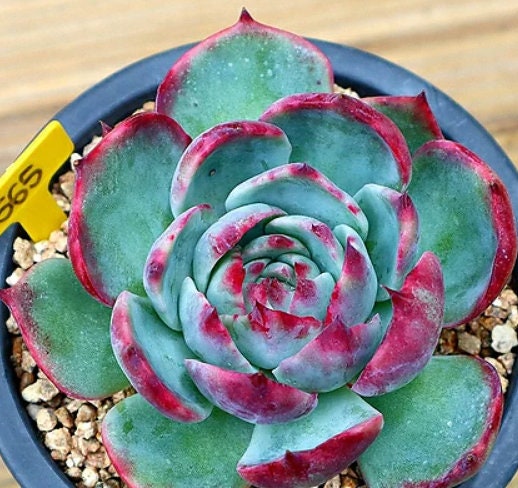 Echeveria Casio - beautiful succulent - propagation leaf
