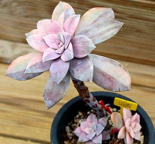 Graptopetalum Pentandrum Superbum - beautiful succulent - propagation leaf