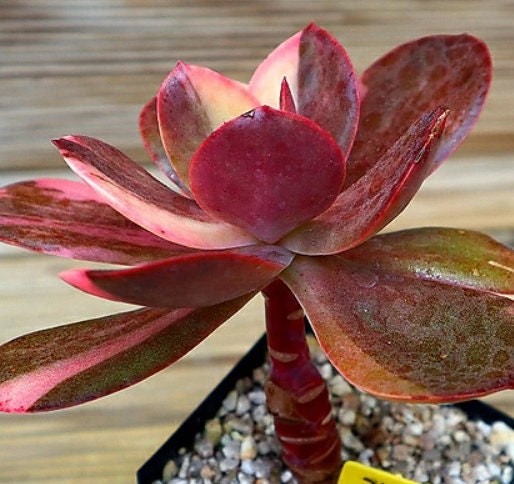 Echeveria Variegated - beautiful succulent - propagation leaf