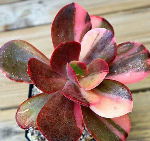 Echeveria Variegated - beautiful succulent - propagation leaf