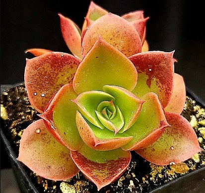Echeveria Salsa Verde - beautiful succulent - propagation leaf