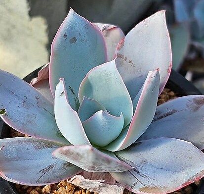 Echeveria Cante - beautiful succulent - propagation leaf