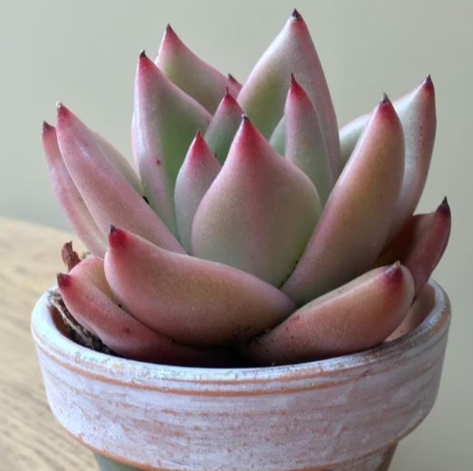 Echeveria Agavoides Miranda - beautiful succulent - propagation leaf